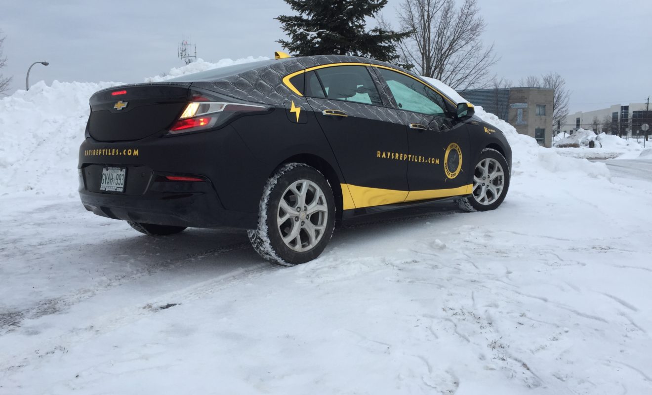 rays reptiles volt wrap 22